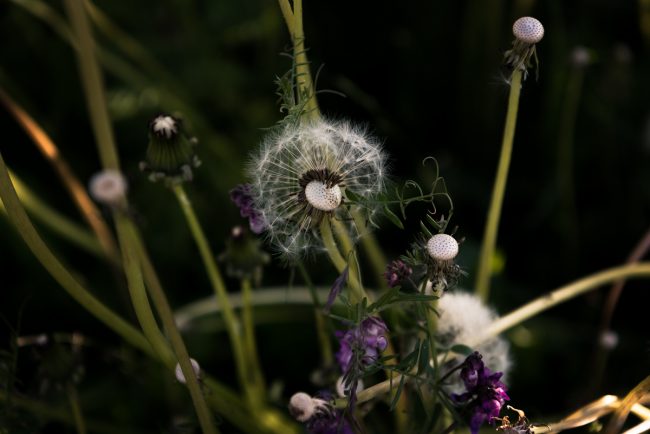 dandelions-finnish-summer-2