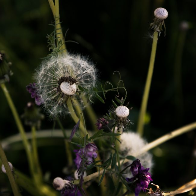 dandelions-finnish-summer-3