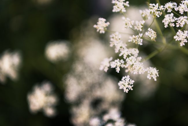 dandelions-finnish-summer-6