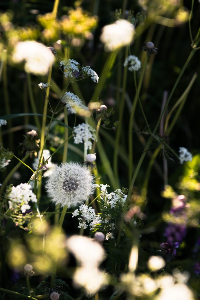 dandelions-finnish-summer
