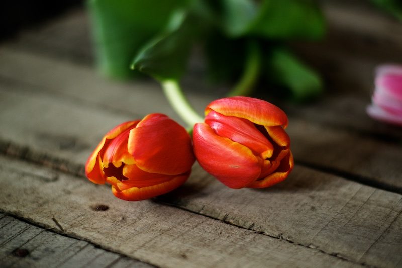 Hannamarirahkonen_yellowmood_tulips (1)
