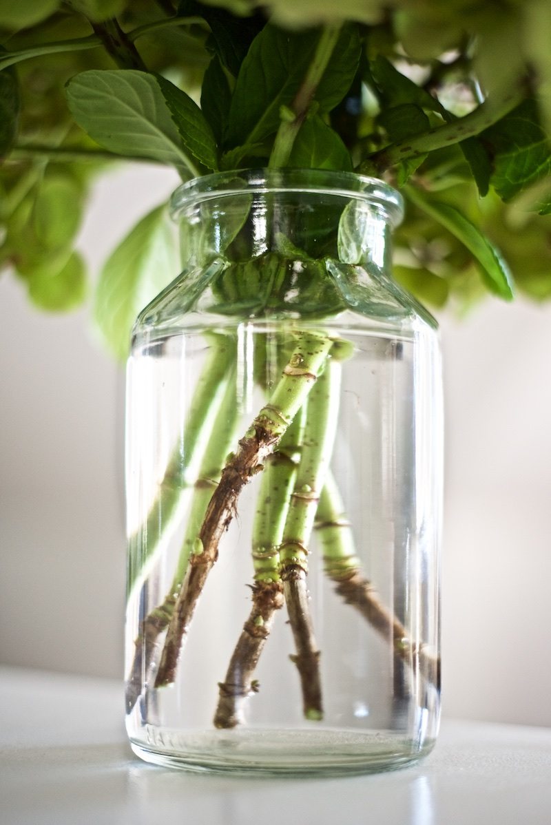 hydrangea-hortensia-gardening-yellowmood-hannamarirahkonen 6