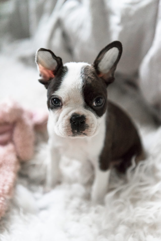 Bostonterrierpuppy Riemu Loves Rulla Bostonterrierpuppy Riemu Loves Rulla
