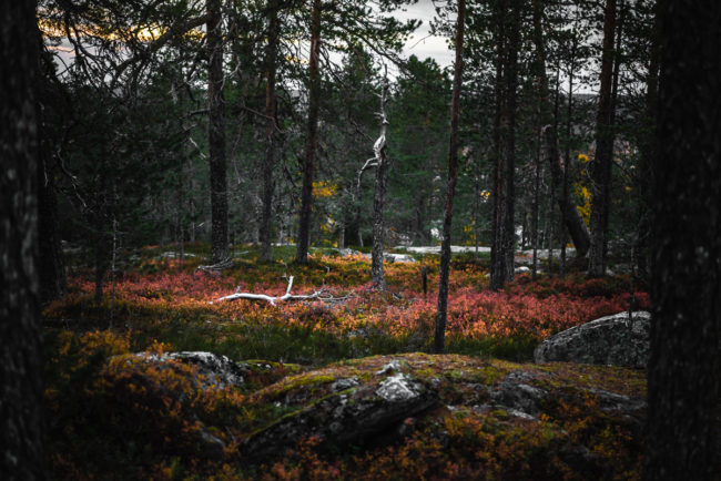 Visit Rovaniemi Ounasvaara Autumn 6