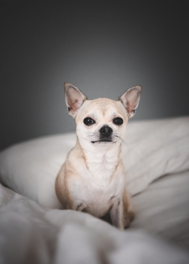 Chihuahua Pentu Kokemuksia 4