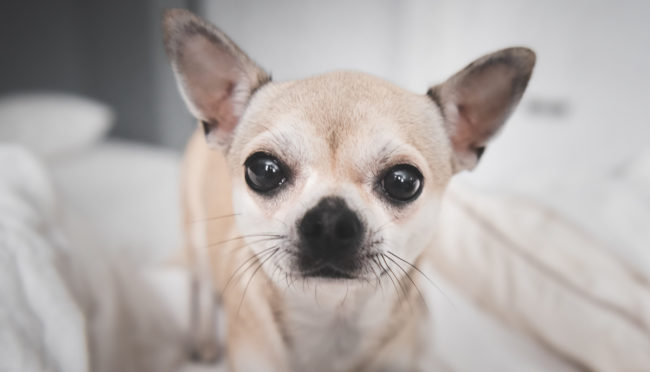 Chihuahua Pentu Kokemuksia 5