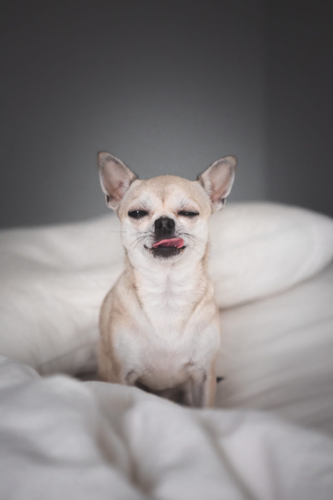 Chihuahua Pentu Kokemuksia